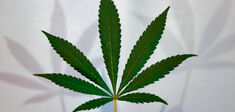 Légalisation du cannabis : un débat qui plane