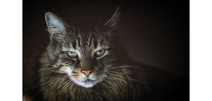 Les chats, des créatures philosophiques ?