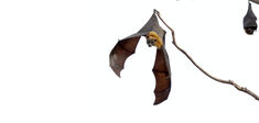 Chauves-souris : sauve qui peut !