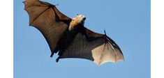 Chauve-souris : animal maudit ou « espèce compagne » ?