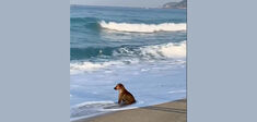 À quoi pense ce chien ?