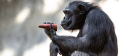 Pour les chimpanzés aussi, c’est l’intention qui compte