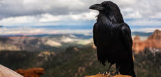 Michel Pastoureau : comment le corbeau est devenu un oiseau de malheur