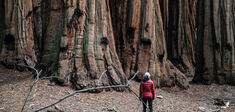 Faut-il donner des droits aux arbres ?
