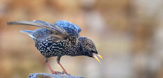 Quand les oiseaux oublient leur chant d’amour… au risque de l’extinction