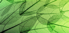 Des feuilles artificielles pour sauver la planète ?