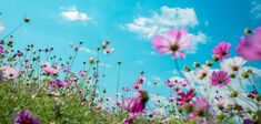 Petite phénoménologie des fleurs