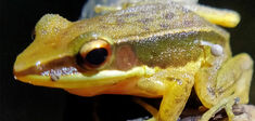 L’étrange histoire de la grenouille et de son champignon