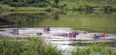 Les “hippopotames de la cocaïne” peuvent-ils restaurer un monde perdu ?