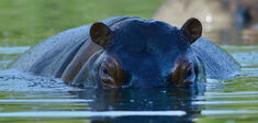 Quand les « hippopotames de la cocaïne » nous font remonter le temps