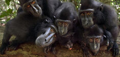 Adam Smith chez les macaques