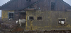 Les ours citadins