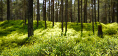 Les plantes prennent-elles des décisions ?