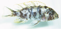 Les poissons qui savent compter font-ils des maths ?