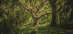 Théorie critique de la race, tragédie des communs, exploration des forêts… L’actualité des idées du vendredi 23 avril