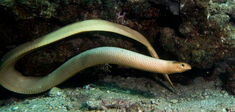 Le serpent de mer et l’homme