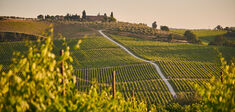 Vendanges et sagesse paysanne
