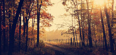 L’automne avec Thoreau, pour apprendre à mourir