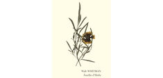“Feuilles d’herbe”, de Walt Whitman