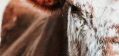 Cow-visuel