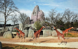 Parc zoologique de Paris : de la cage aux « biozones »