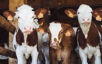 Florence Burgat : “L’humanité prend conscience d’elle-même en se construisant contre les animaux”