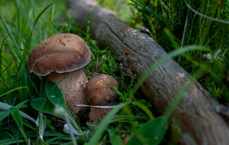 Les cueilleurs de champignons, derniers aventuriers de l’humanité ?