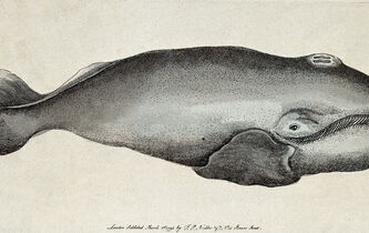 Le kayak et la baleine